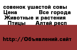 совенок ушастой совы › Цена ­ 5 000 - Все города Животные и растения » Птицы   . Алтай респ.